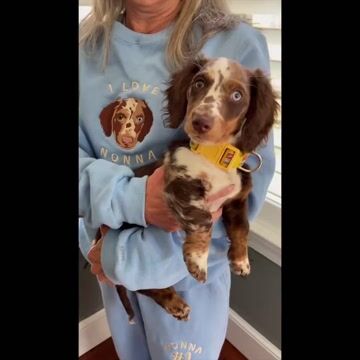 Customize Text & Image Dog Cat Pet Portrait Embroidery Sweatshirt Hoodie  