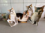 Custom Pet Cardboard Cutouts, Lifesize Cut Out, Wedding Favor